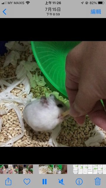 PF128006 - Short Dwarf Hamster Hamster