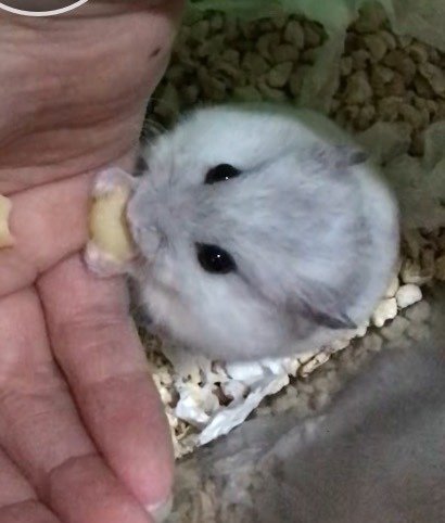 PF128006 - Short Dwarf Hamster Hamster