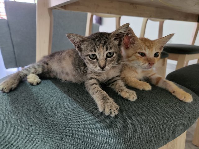 Pumpkin And Mushroom - Domestic Short Hair Cat