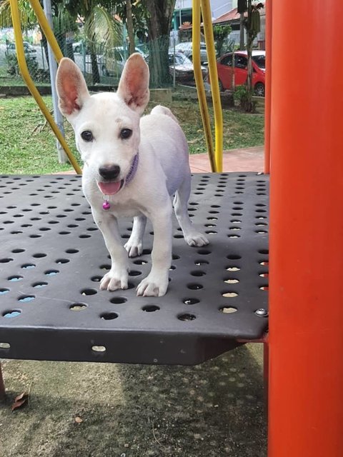 Rex - Bull Terrier Mix Dog