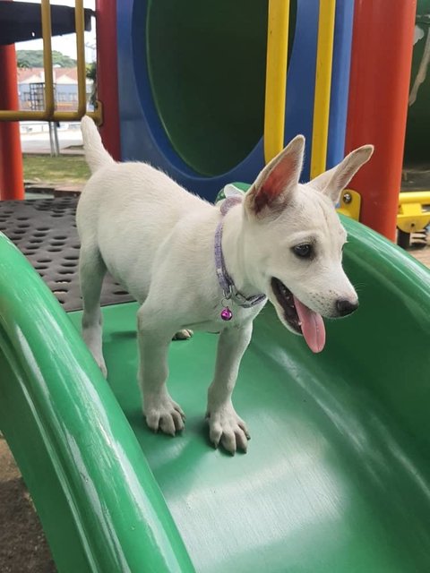 Rex - Bull Terrier Mix Dog