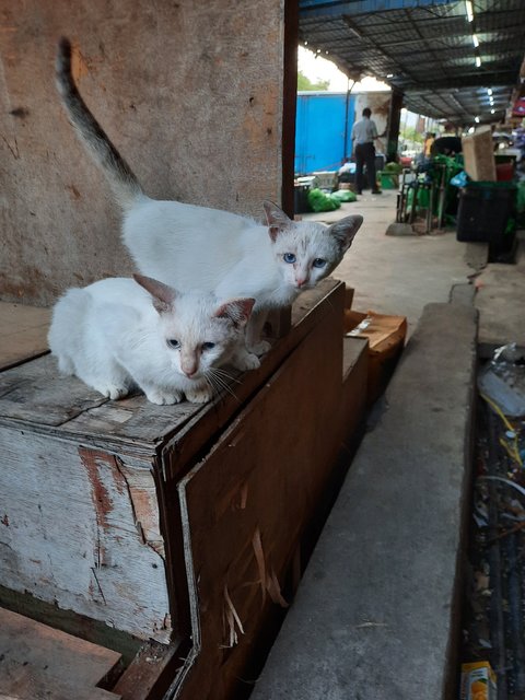 Twins - Domestic Medium Hair Cat