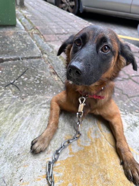 Brownie - Mixed Breed Dog