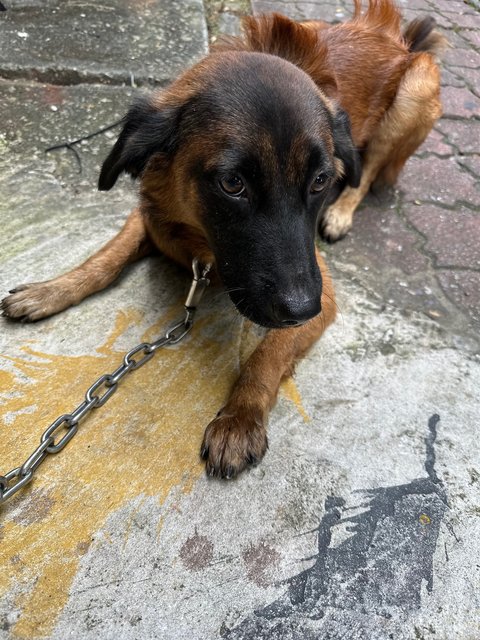 Brownie - Mixed Breed Dog