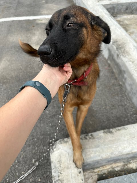 Brownie - Mixed Breed Dog