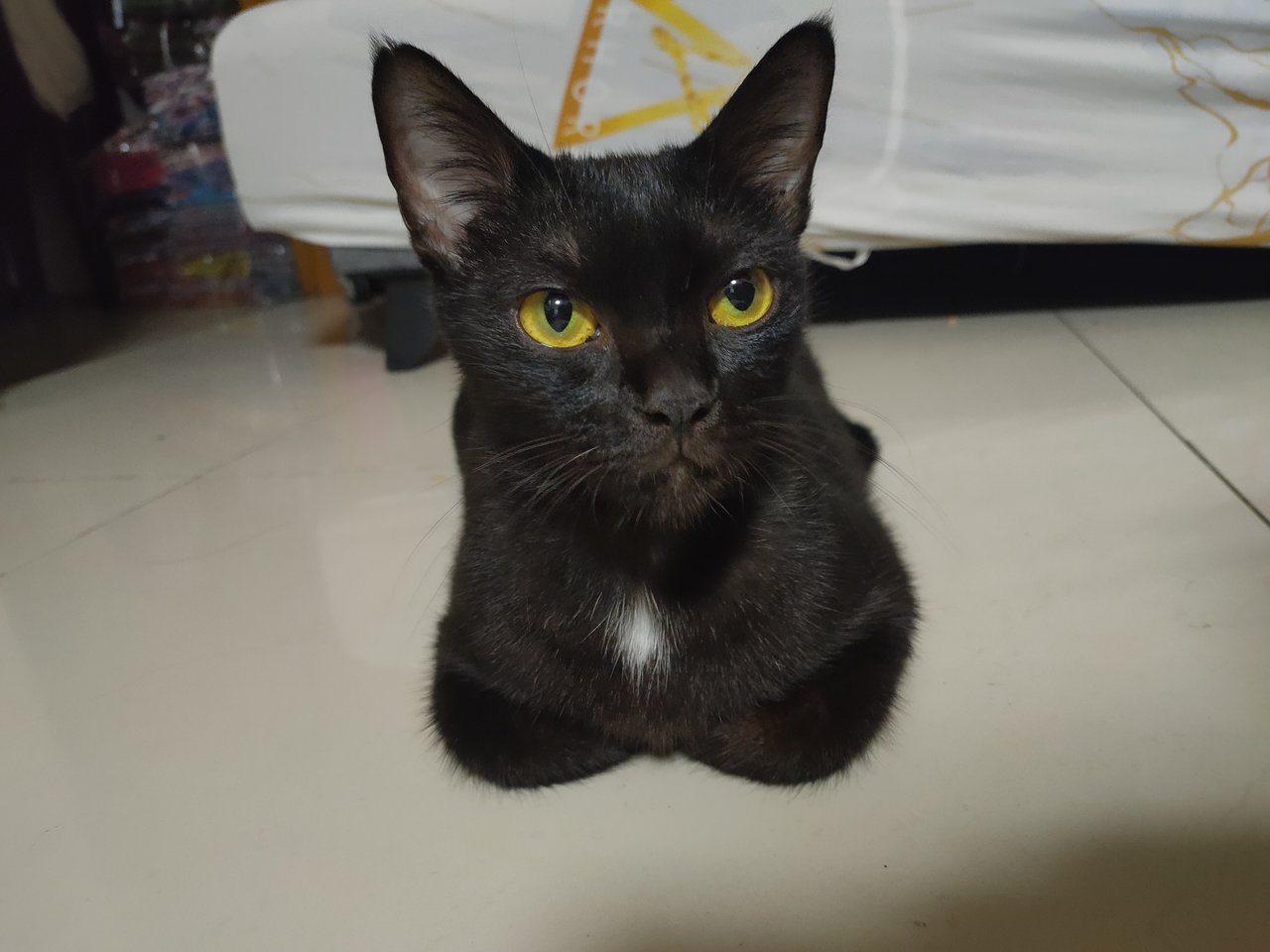 Black - Domestic Short Hair Cat