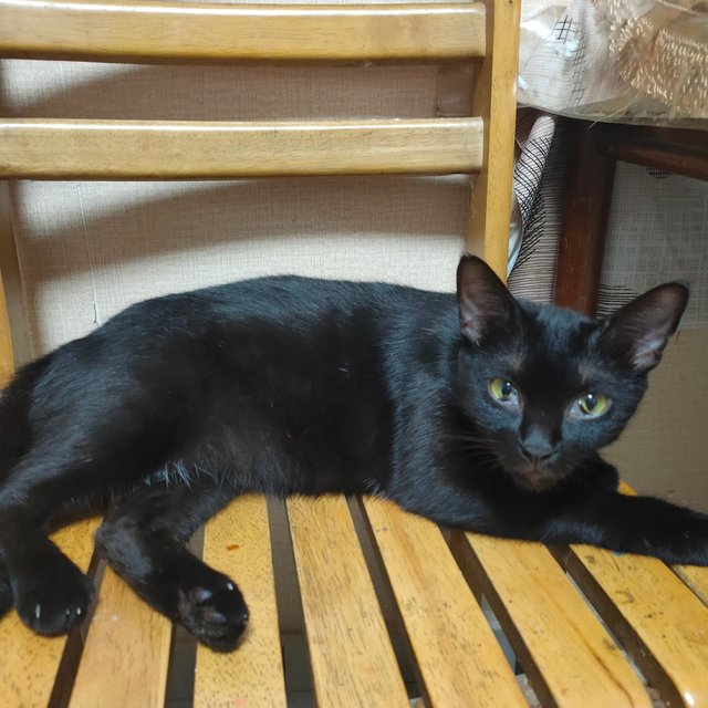 Black - Domestic Short Hair Cat