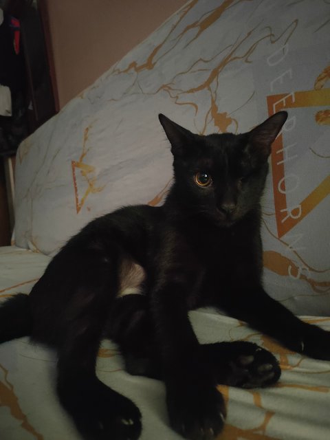 Black - Domestic Short Hair Cat