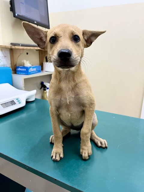 Puppy - Mixed Breed Dog