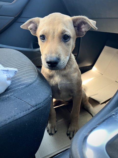 Puppy - Mixed Breed Dog