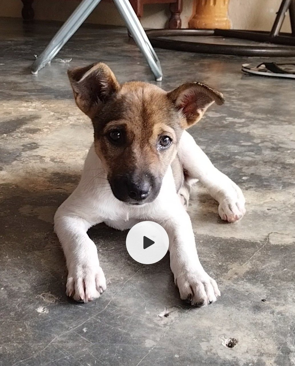 Cutie Pie - Mixed Breed Dog