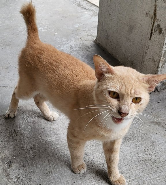 Amigo - Domestic Short Hair Cat