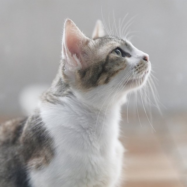 Astro - Domestic Short Hair Cat