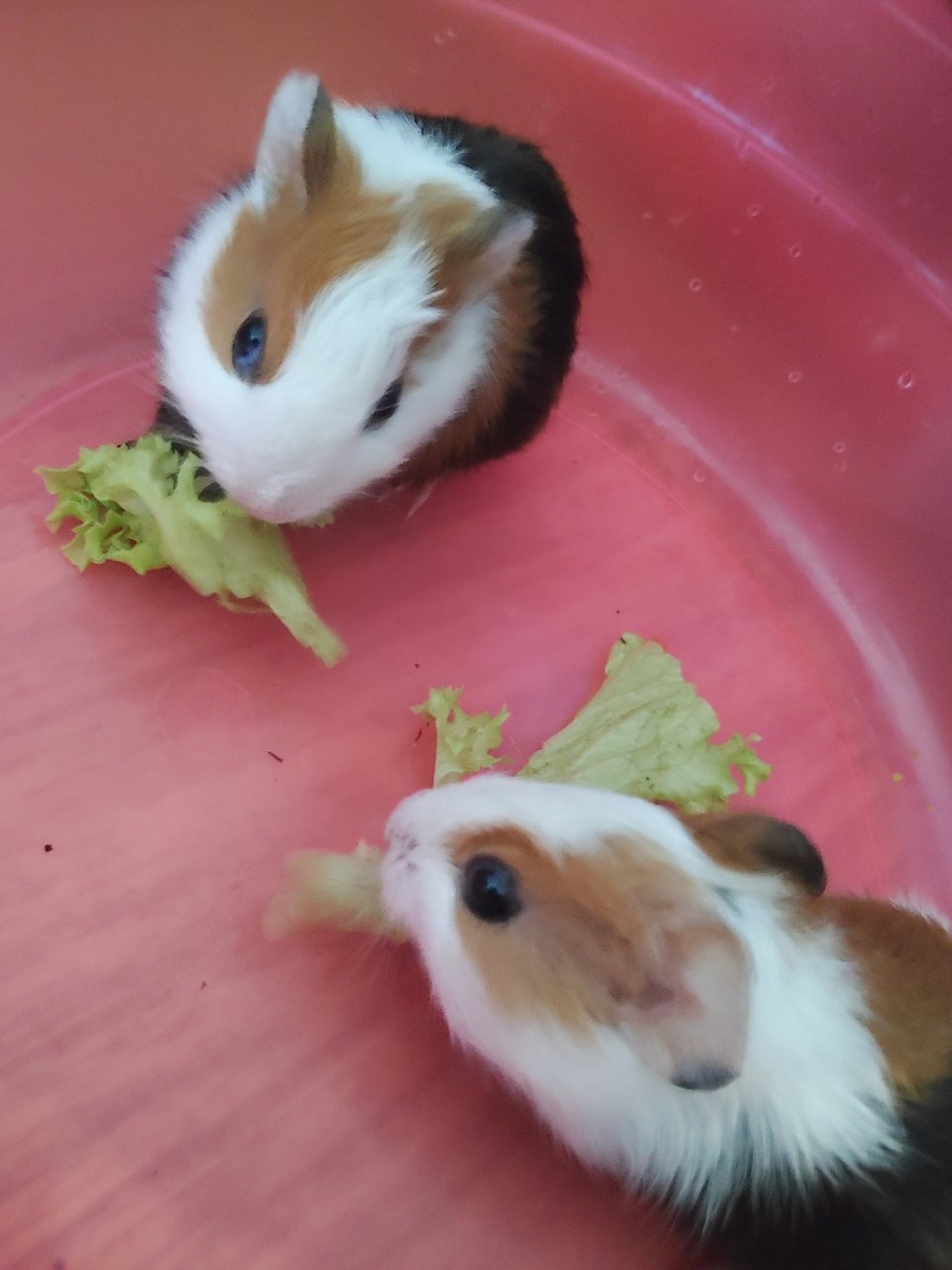 Upin &amp; Ipin - Guinea Pig Small & Furry