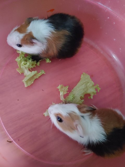 Upin &amp; Ipin - Guinea Pig Small & Furry