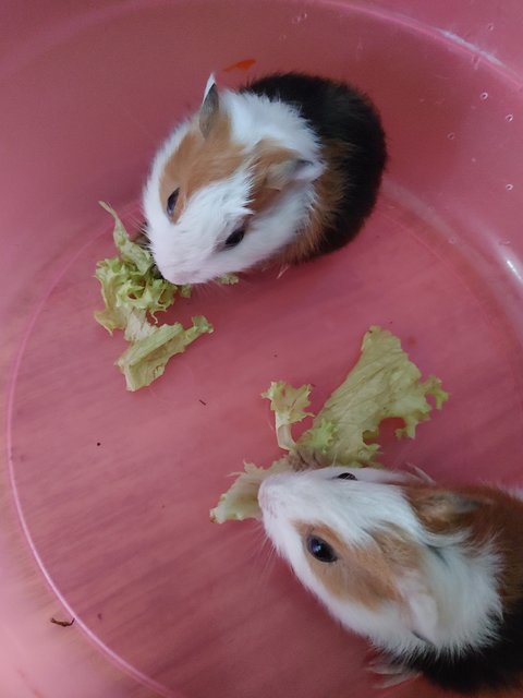 Upin &amp; Ipin - Guinea Pig Small & Furry