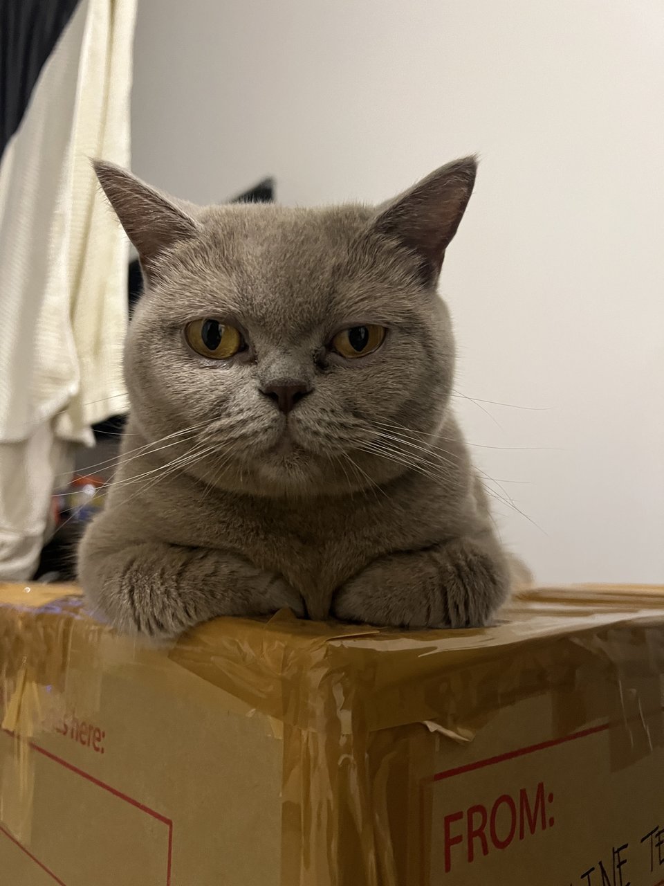 Boonie - British Shorthair Cat