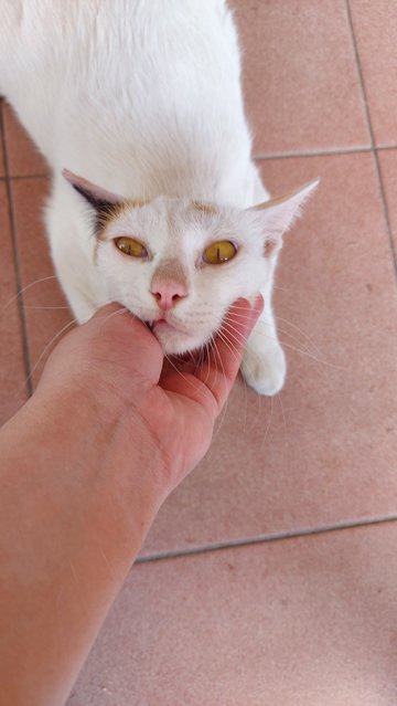 Bean - Domestic Short Hair Cat