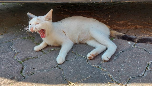 Bean - Domestic Short Hair Cat