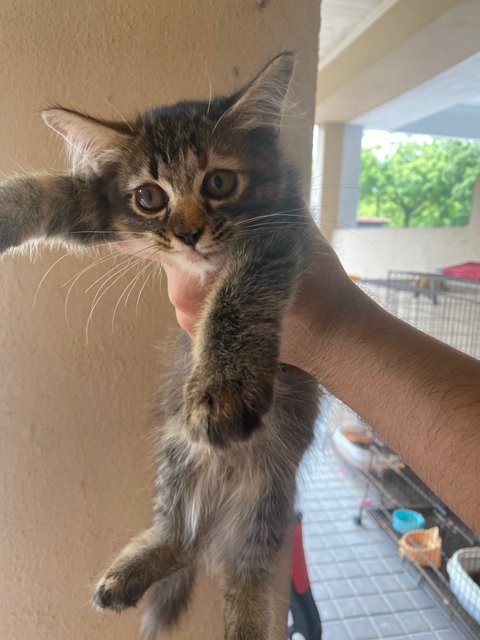 Jackie - Domestic Medium Hair + Domestic Long Hair Cat