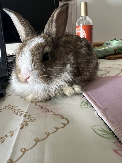 Baby Bunnies - Lionhead Rabbit