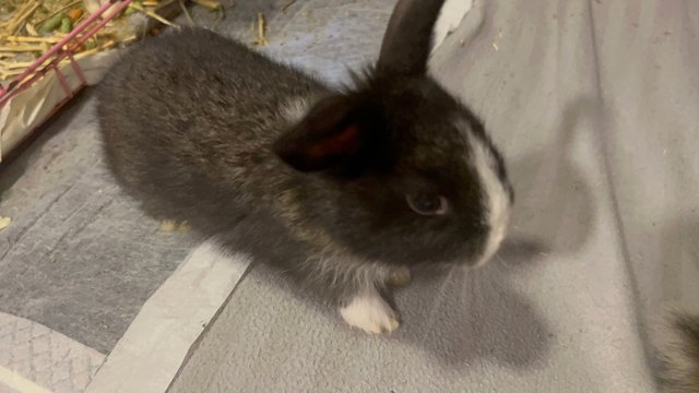 Baby Bunnies - Lionhead Rabbit