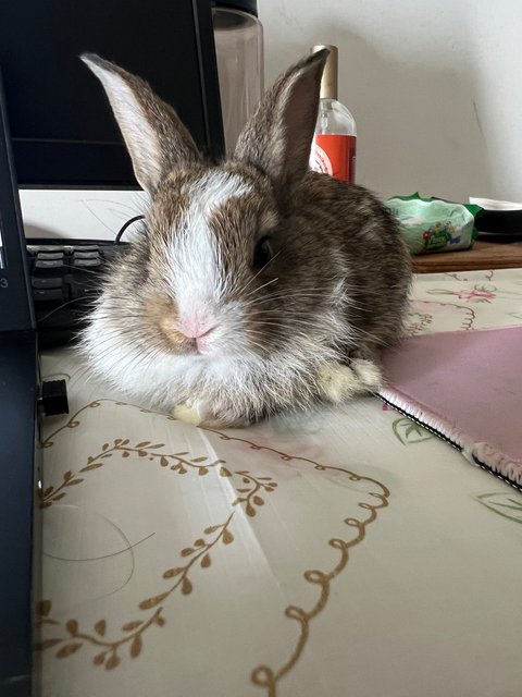 Baby Bunnies - Lionhead Rabbit