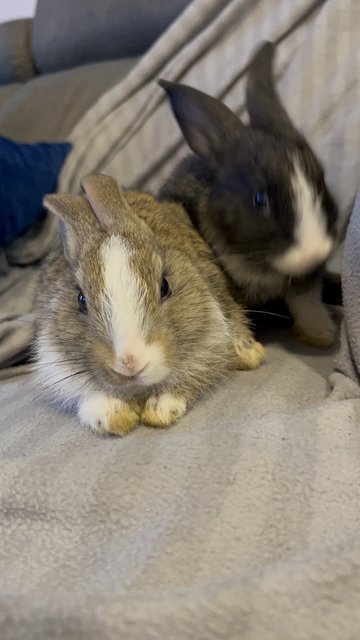 Baby Bunnies - Lionhead Rabbit