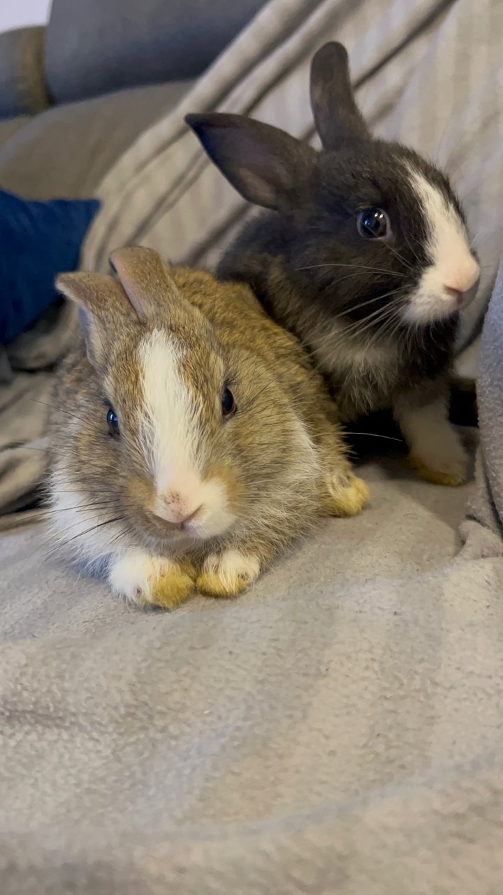 Baby Bunnies - Lionhead Rabbit