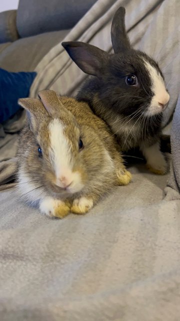 Baby Bunnies - Lionhead Rabbit