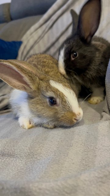 Baby Bunnies - Lionhead Rabbit