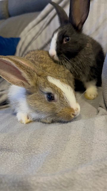 Baby Bunnies - Lionhead Rabbit