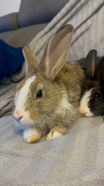 Baby Bunnies - Lionhead Rabbit