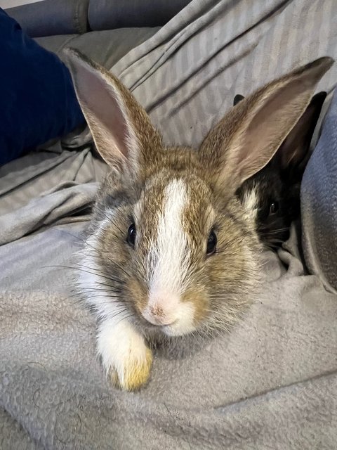 Baby Bunnies - Lionhead Rabbit