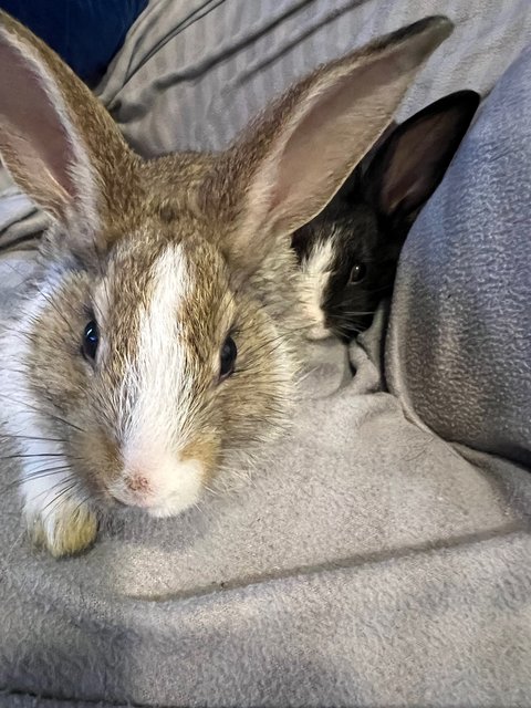 Baby Bunnies - Lionhead Rabbit