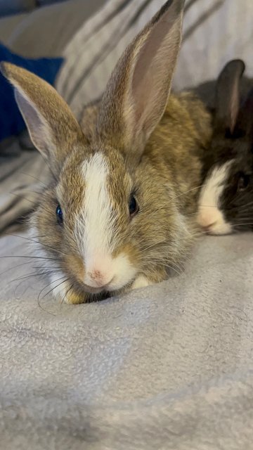 Baby Bunnies - Lionhead Rabbit