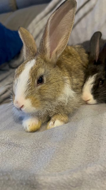 Baby Bunnies - Lionhead Rabbit