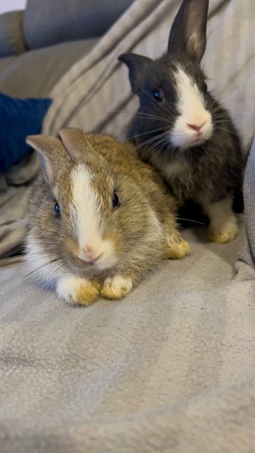 Baby Bunnies - Lionhead Rabbit