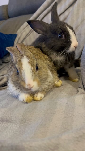 Baby Bunnies - Lionhead Rabbit