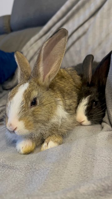 Baby Bunnies - Lionhead Rabbit