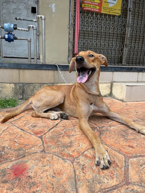 Brownie - Mongrel - Mixed Breed Dog