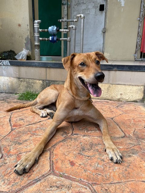 Brownie - Mongrel - Mixed Breed Dog