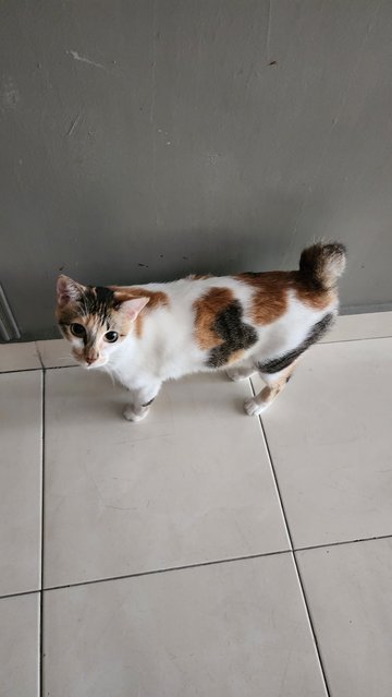 Daisy - Domestic Short Hair Cat