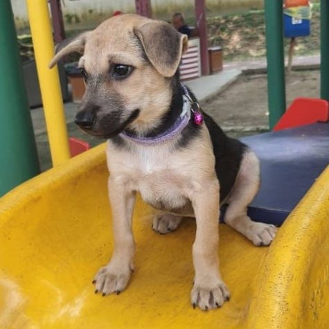 Marley - German Shepherd Dog + Rat Terrier Dog