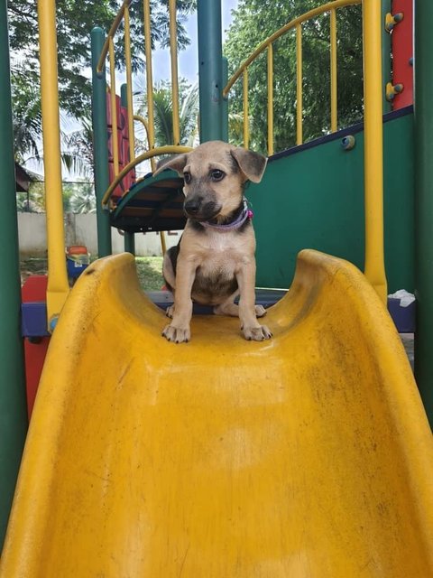 Marley - German Shepherd Dog + Rat Terrier Dog