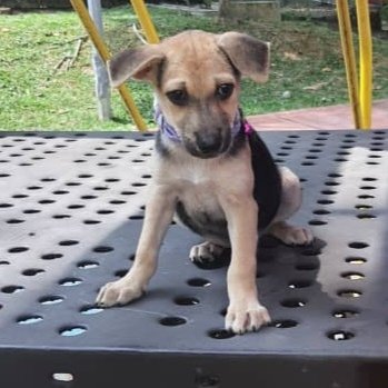 Marley - German Shepherd Dog + Rat Terrier Dog