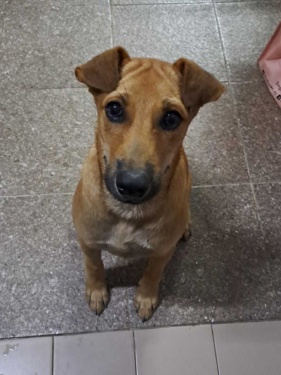 Api - Mixed Breed Dog