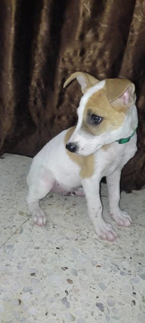 Jasper Puppy - Mixed Breed Dog