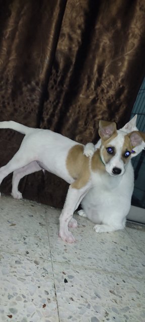 Jasper Puppy - Mixed Breed Dog