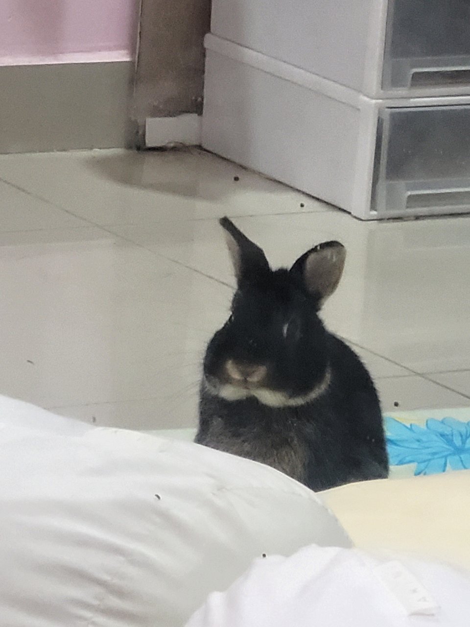 Bean - Netherland Dwarf Rabbit